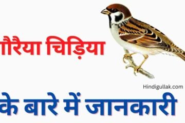 About-sparrow-in-hindi