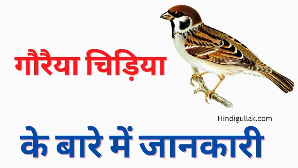 About-sparrow-in-hindi