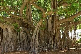 Banyan Tree in hindi