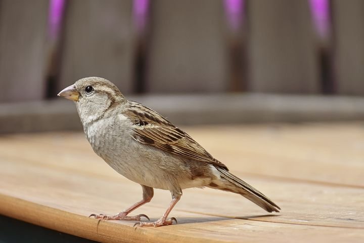 Information-about-sparrow-in-hindi