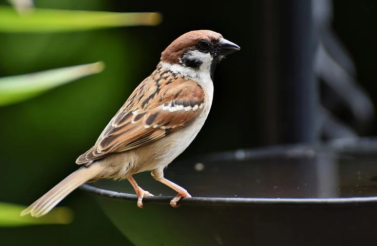 Sparrow in hindi