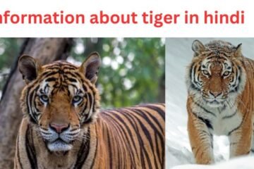 about tiger in hindi