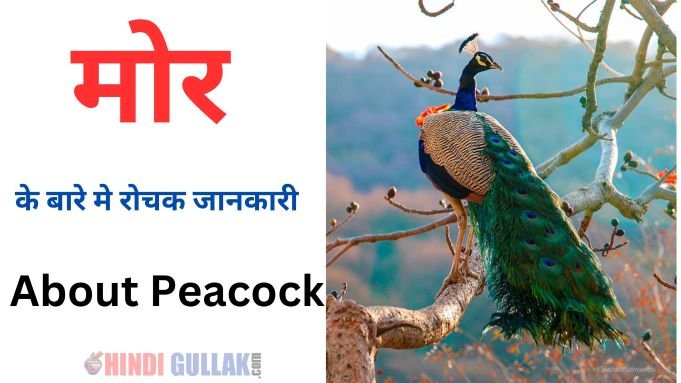 About peacock in hindi